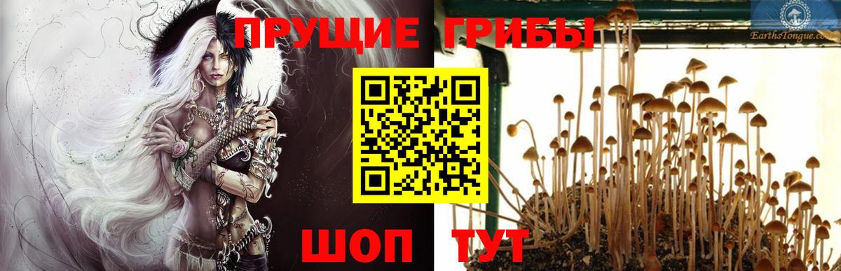 Кимовск  Псилоцибиновые грибы GOLDEN TEACHER  Галлюциногенные грибы MAGIC MUSHROOMS  Вход с VPN 